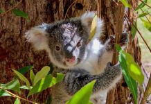 Threatened species plans