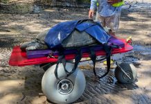 Volunteers saving our turtles