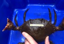 Free crab escape vents up for grabs