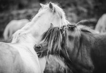 42 artists vying for inaugural Sunshine Coast equine art prize