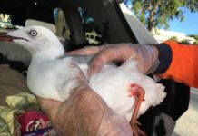 Noosa wildlife takes a beating