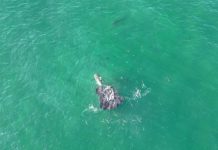 Bait balls have sharks moving