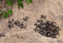 Action call to save species