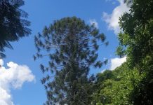 Bunya wars in Kenilworth