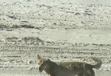 Dingo incident sparks safety warning these Easter school holidays