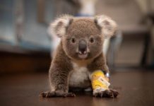 Joey stuck in car grill