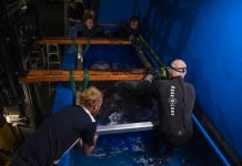 Giant stingray and rare shark move into SEA LIFE Sunshine Coast