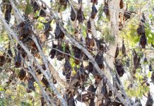 Bat plan prepares for future