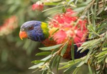 Create your own urban garden