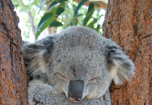 Funds for native fauna and flora