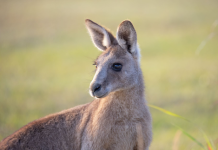 Partnerships key in protecting region’s kangaroos, wallabies and pademelons