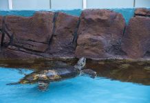 Rare marine turtle gets rockstar welcome