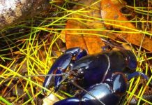 Crayfish under threat