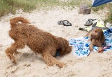 Noosa Council granted permit to protect beach