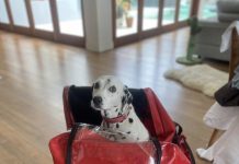 LifeFlight saves animals too