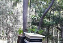 Possum box and hive are the bees knees