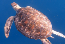 Twelve endangered green turtle hatchlings set free