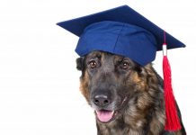 Morning tea to celebrate graduation of PTSD Assistance Dogs