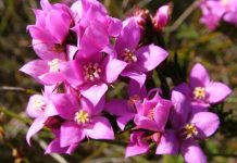 Take a walk on the wild-flower side