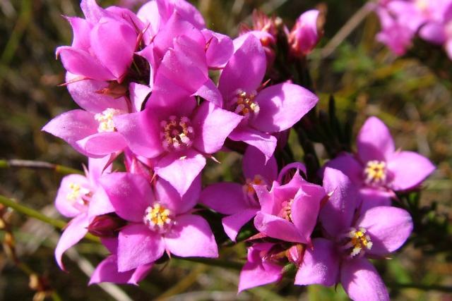 Take a walk on the wild-flower side