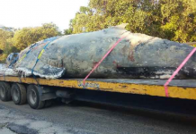 Whale removed from beach