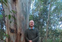 Meet Noosa’s man of trees