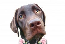 High tea for the hounds