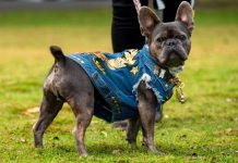 Pet expo, dogs day out