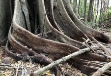 Paul Donatiu set for Friday Forum