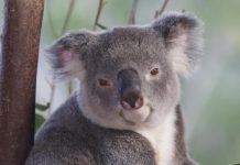 It’s time to report your koala encounters