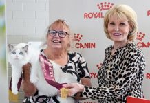 Cats rule at the Ekka