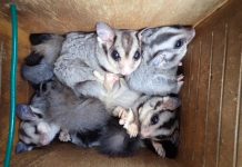 A conservation success story