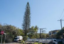 Norfolk pines gone – anyone notice?