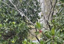 A walk on the wild side