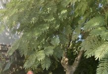 Lessons from savage spirit