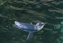 Penguin chick makes a splash