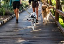 Seeking witnesses for alleged dog attack