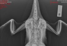 Ducks shot with arrows at Boreen Point