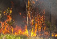 Boost for aerial firefighting fleet