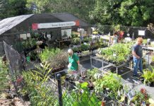 A bonanza of plants on sale