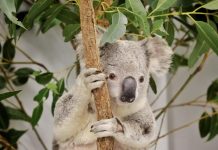 Wildlife hospital on high alert