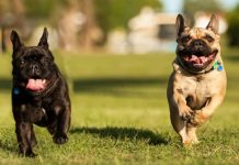 Grab the lead and get down to DogFest