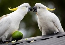 Join the Great Aussie Bird Count in Noosaville