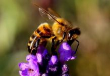 Pollen and other beasties