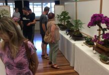 Bonsai show back