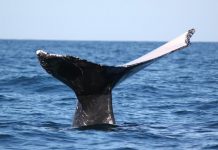 Shark nets in debate