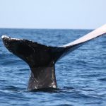 whales_247457_02.JPG