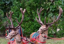 Don’t miss Eumundi Christmas Extravaganza
