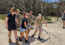 Turtle successfully released on Bribie Island following recovery