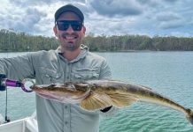 Flathead on the prowl